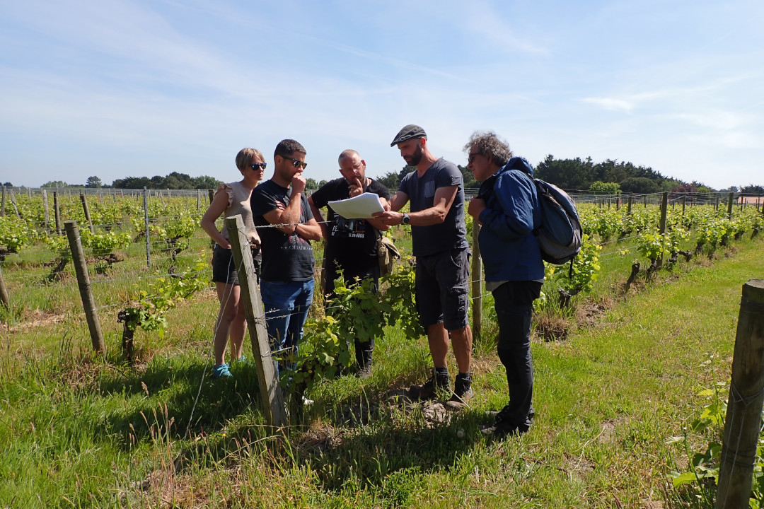 Groupe de personnes au milieu de vignes